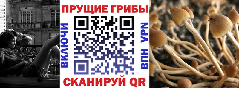 Псилоцибиновые грибы прущие грибы  где можно купить наркотик  Кущёвская 